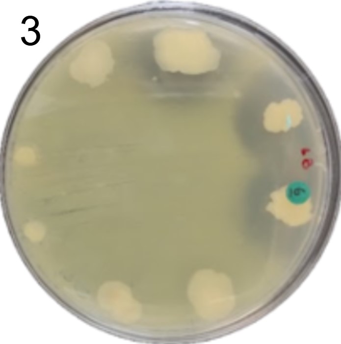 Microrganismos do mel produzindo antibióticos para uso agrícola
