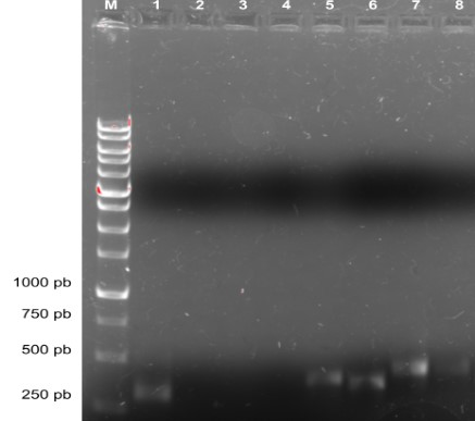 PCR de bactérias antimicrobianas isoladas do mel
