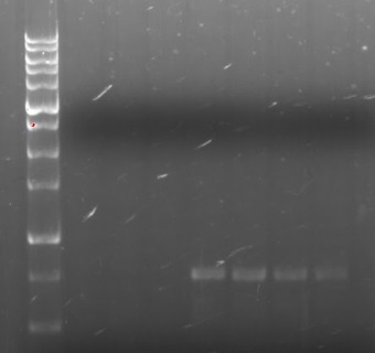 PCR de fungos antimicrobianos isoladas do mel